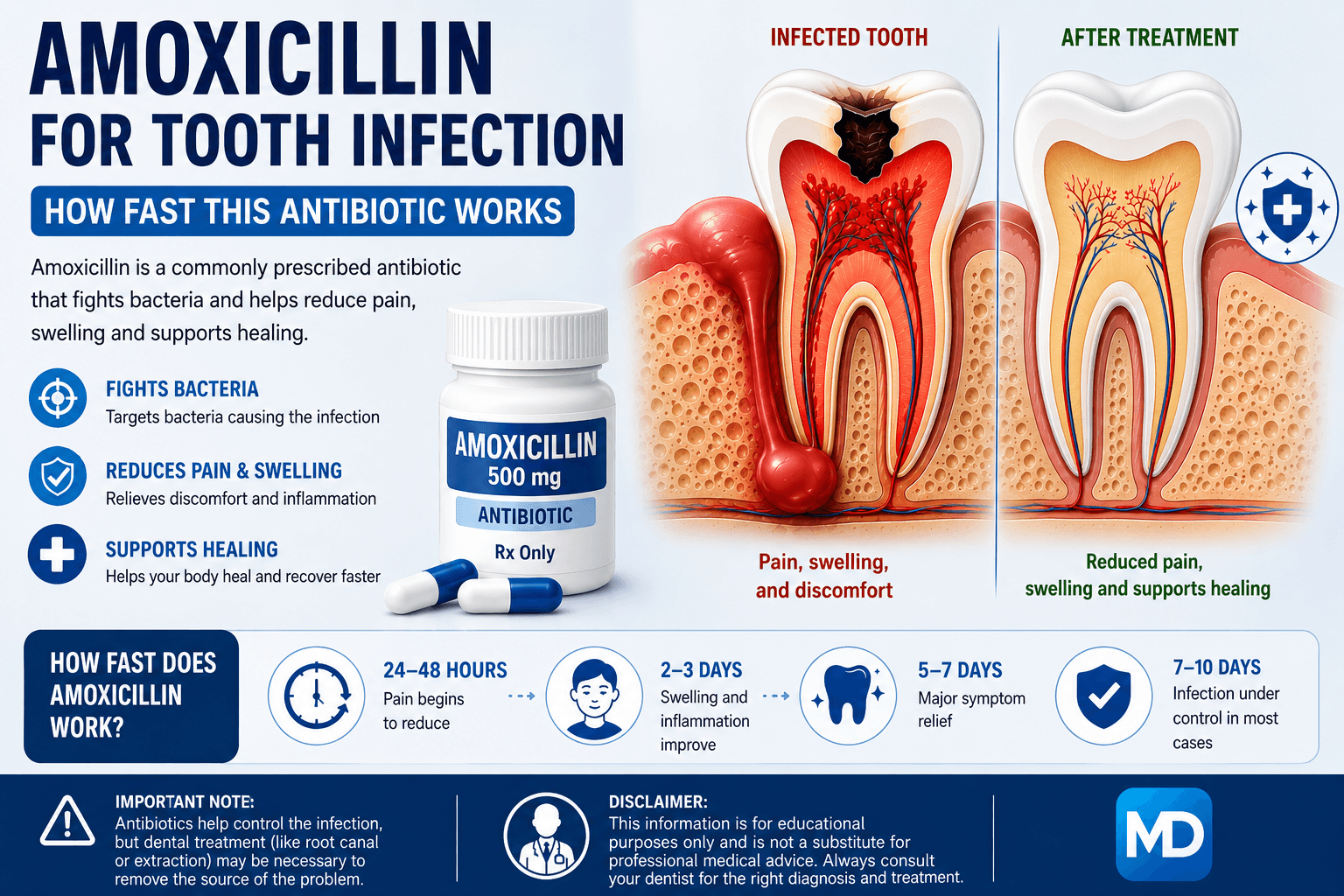 Amoxicillin for Tooth Infection: How Fast This Antibiotic Works infographic